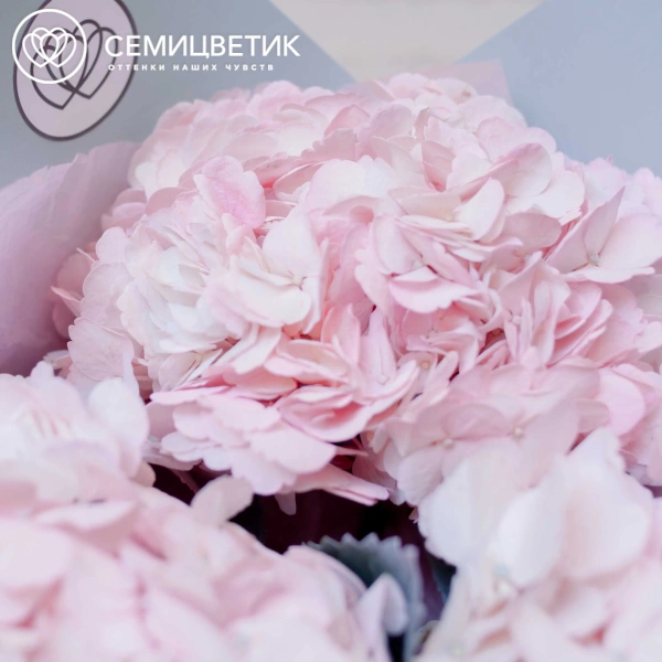 Букет из 3 розовых гортензий в белой пленке