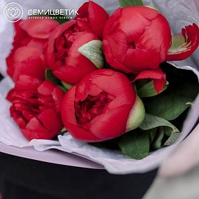 Маленький букет  из 5 бордовых пионов Premium