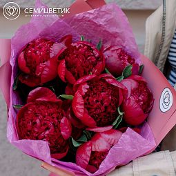 Маленький букет  из 7 бордовых пионов Premium