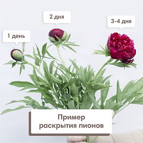 Маленький букет  из 11 бордовых пионов Standart Plus