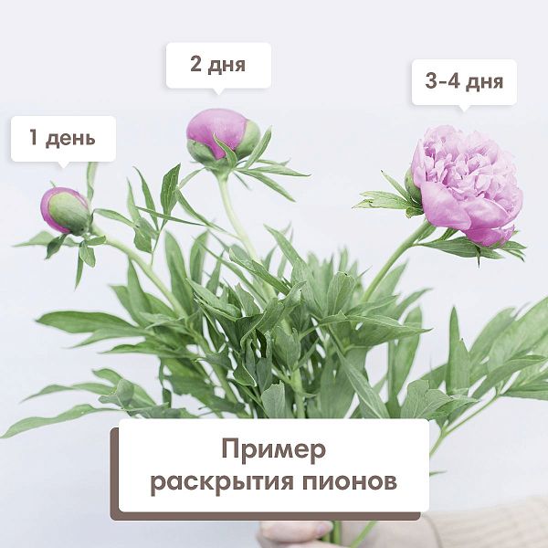 101 пион микс Standart