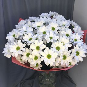Ромашковое поле