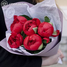 Маленький букет  из 5 бордовых пионов Premium