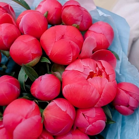 Букет из 25 коралловых пионов Coral Sunset Premium в розовой пленке