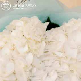 Букет из 3 белых гортензий в белой пленке