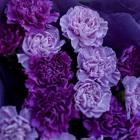 Букет из 15 сиреневых и фиолетовых гвоздик в сиреневой пленке