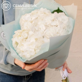 Букет из 3 белых гортензий в белой пленке