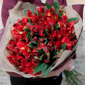 Букет из 25 красных альстромерий в бордовой пленке