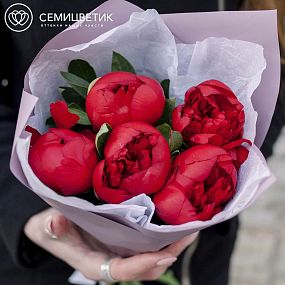 Маленький букет  из 5 бордовых пионов Premium