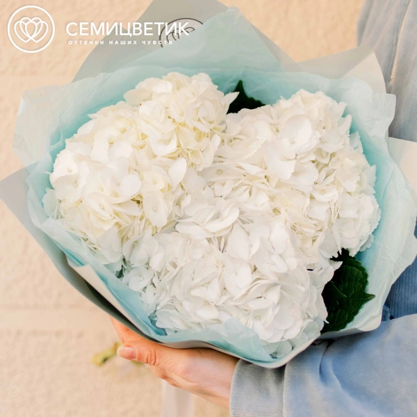 Букет из 3 белых гортензий в белой пленке
