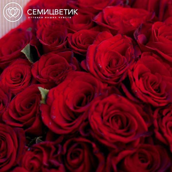 Букет из 35 красных с темной каймой роз (Россия) 40 см
