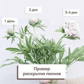 Маленький букет  из 25 нежно-розовых пионов Standart