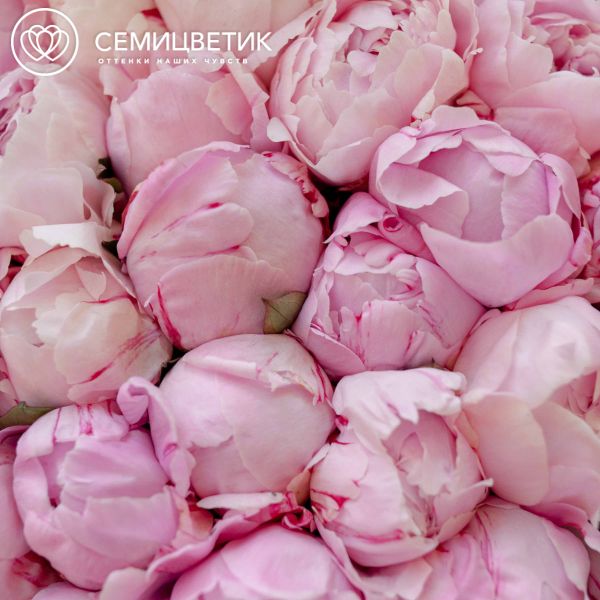 Букет из 51 розового пиона Premium
