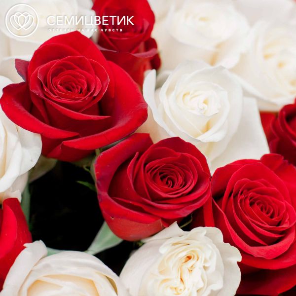 Букет из 15 белых и красных роз (Эквадор) 50 см