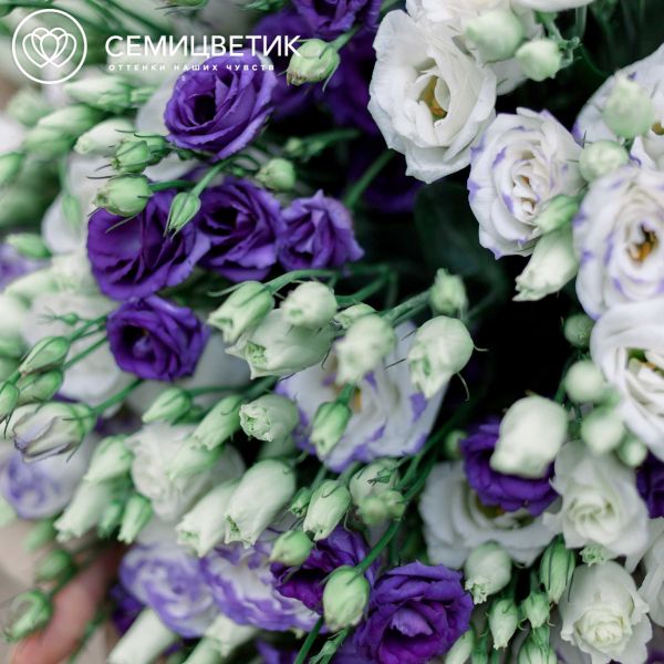 Букет из 51 лизиантуса микс