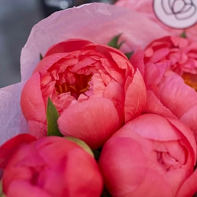 Букет из 11 коралловых пионов Coral Sunset Premium в розовой пленке