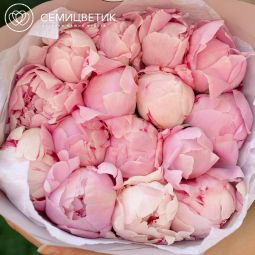 Букет из 15 розовых пионов Premium