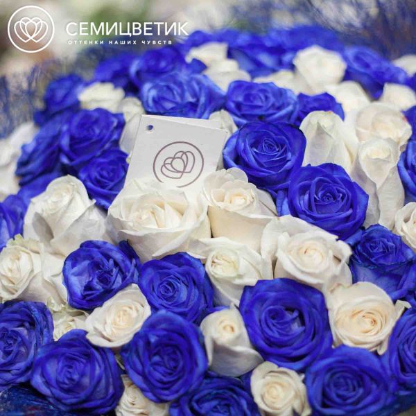 Букет из 71 белой и синей розы