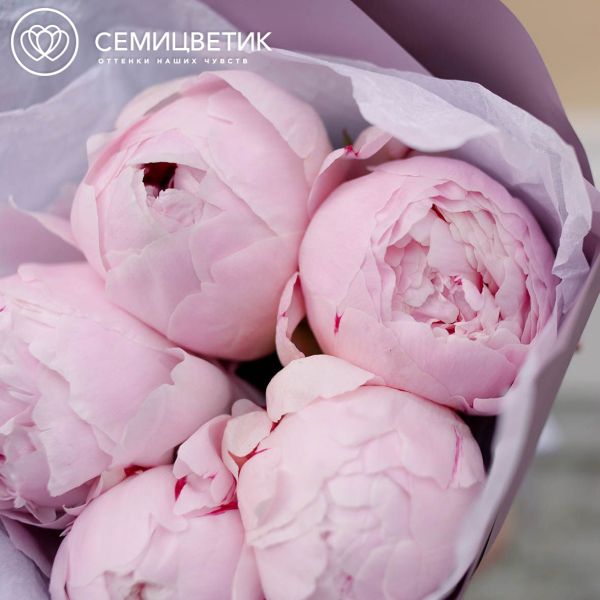 Букет из 5 розовых пионов Premium