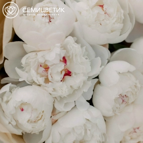 Букет из 9 нежно-розовых пионов Standart в кремовой пленке